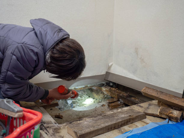 Mold Documentation for Insurance Claims in Maysville, KY