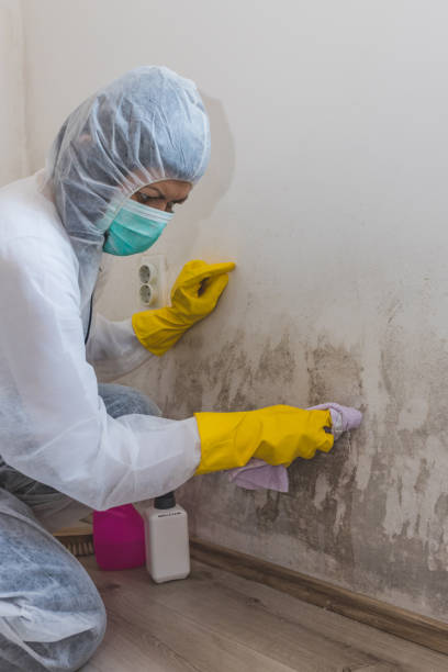 Best Mold Documentation for Insurance Claims  in Maysville, KY