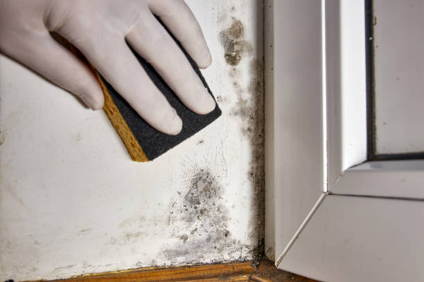 Best Commercial Mold Inspection  in Maysville, KY