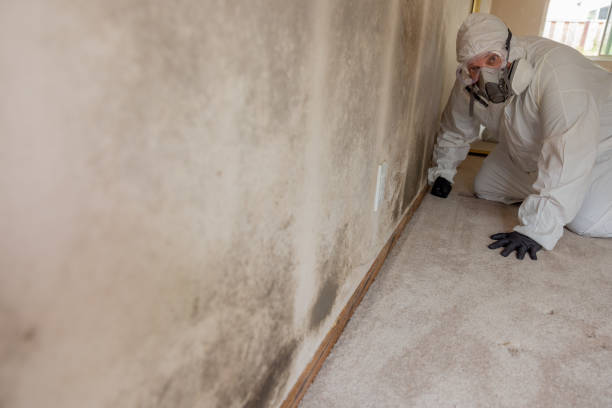 Best Forensic Mold Investigation  in Maysville, KY